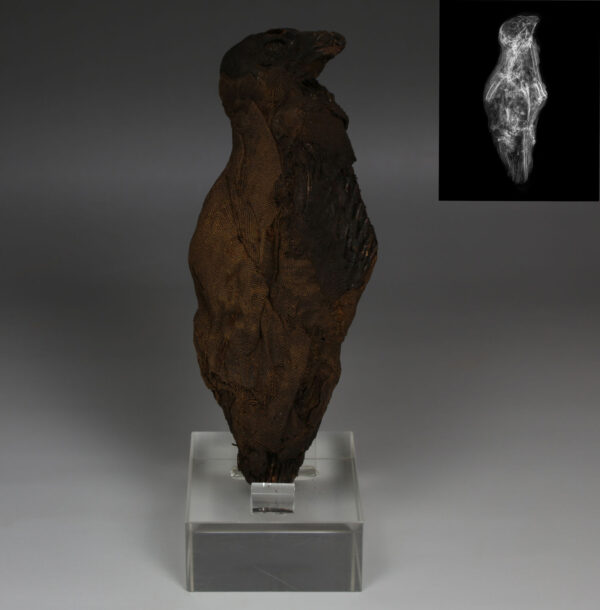 Egyptian mummified Falcon (Kestrel, Falco Tinninculus) with X-Ray