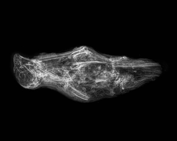 Egyptian mummified Falcon (Kestrel, Falco Tinninculus) with X-Ray