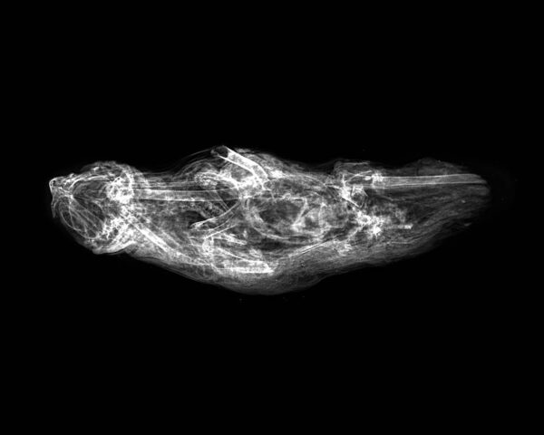 Egyptian mummified Falcon (Kestrel, Falco Tinninculus) with X-Ray