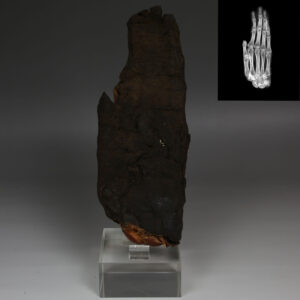 Egyptian mummified hand with X-Ray